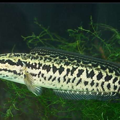 斑龍魚是什么魚類