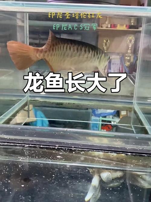 小紅龍魚圖片大全大圖高清壁紙 小紅龍魚圖片大全大圖高清壁紙 龍魚百科 第33張