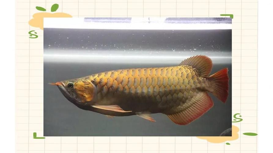 小紅龍魚圖片大全大圖高清壁紙 小紅龍魚圖片大全大圖高清壁紙 龍魚百科 第32張