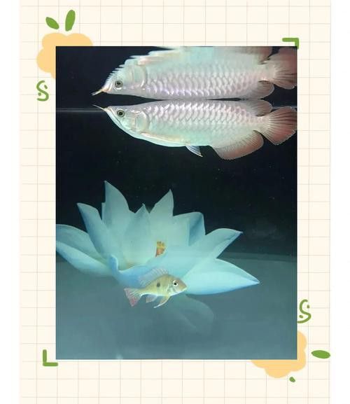 小紅龍魚圖片大全大圖高清壁紙 小紅龍魚圖片大全大圖高清壁紙 龍魚百科 第29張