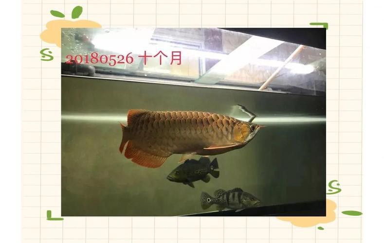 小紅龍魚圖片大全大圖高清壁紙 小紅龍魚圖片大全大圖高清壁紙 龍魚百科 第35張