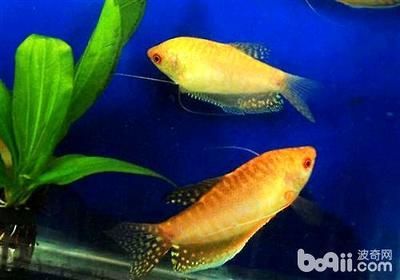 一條龍魚的壽命是多少年：一條龍魚的壽命可以達(dá)到30年以上而人工飼養(yǎng)的壽命
