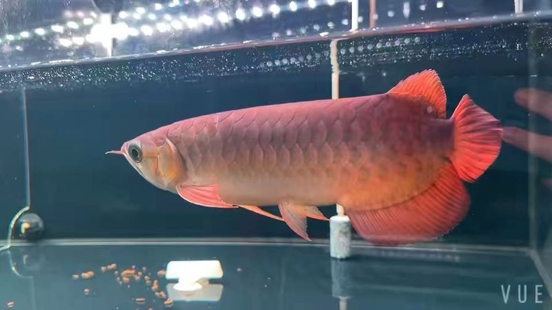 如何查詢紅龍魚的芯片信息？