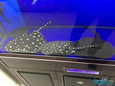 水族館加盟v祥龍魚場（“祥龍魚場”水族館加盟信息） 水族館加盟v祥龍魚場（“祥龍魚場”水族館加盟信息） 龍魚百科 第6張