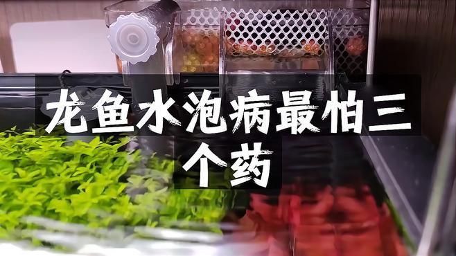 龍魚水泡病多久能好