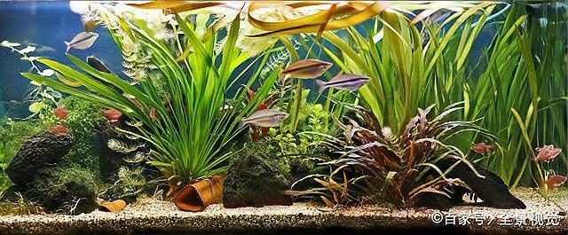 雷龍魚布景