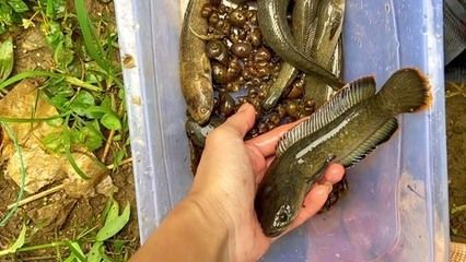 雷龍魚怎么抓（捕捉雷龍魚的方法和注意事項(xiàng)）