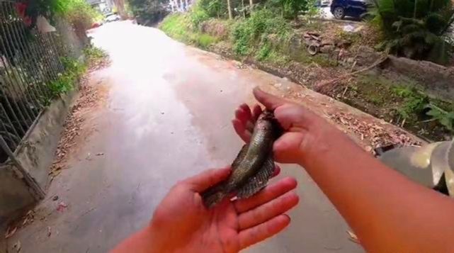 雷龍魚怎么抓（捕捉雷龍魚的方法和注意事項(xiàng)）
