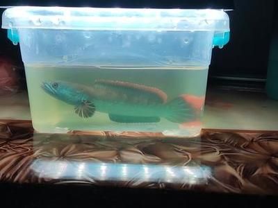 雷龍魚怎么抓（捕捉雷龍魚的方法和注意事項(xiàng)）