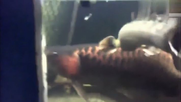 紅翼麒麟龍魚能長多大：紅翼麒麟龍魚生長速度和生長極限受到多種因素影響