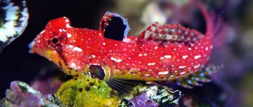 紅翼麒麟龍魚能長多大：紅翼麒麟龍魚生長速度和生長極限受到多種因素影響