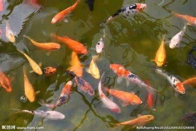 養龍魚注意事項和禁養方法：養龍魚有哪些注意事項和禁養方法？
