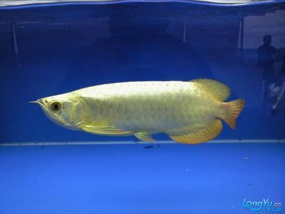 龍魚比賽怎么比，龍魚比賽如何挑選參賽魚
