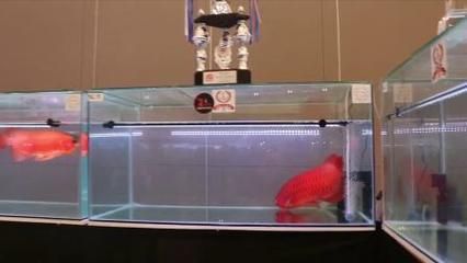 龍魚比賽怎么比，龍魚比賽如何挑選參賽魚