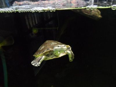 龍魚缸適合養什么龜：30篇龍魚缸飼養注意事項龍魚缸飼養注意事項龍魚缸飼養注意事項