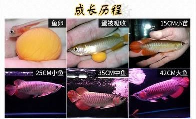 龍魚(yú)孵化多久：龍魚(yú)孵化時(shí)間因種類、水溫、水質(zhì)等多種因素有所不同