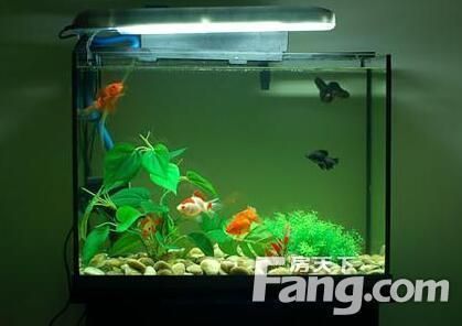 水族箱風水布局指南：水族箱對家居風水的影響