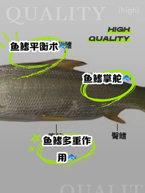 龍魚結構圖