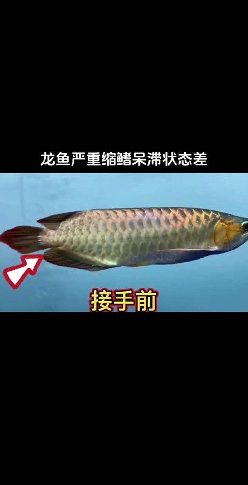 龍魚結(jié)構(gòu)圖
