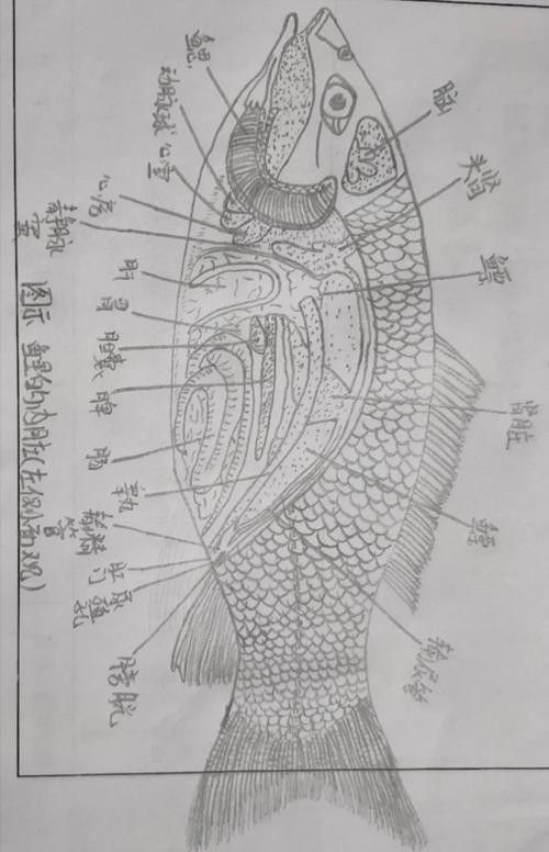 龍魚結(jié)構(gòu)圖