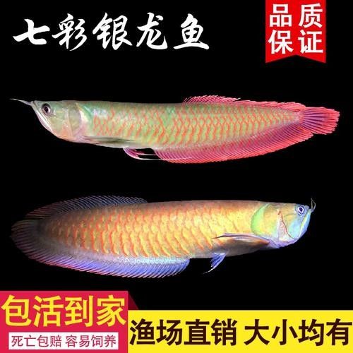 銀龍魚幼苗圖片大全大圖