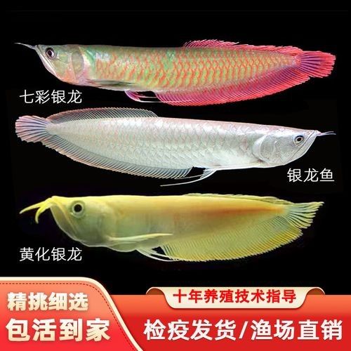 銀龍魚幼苗圖片大全大圖