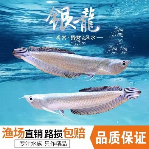 銀龍魚幼苗圖片大全大圖