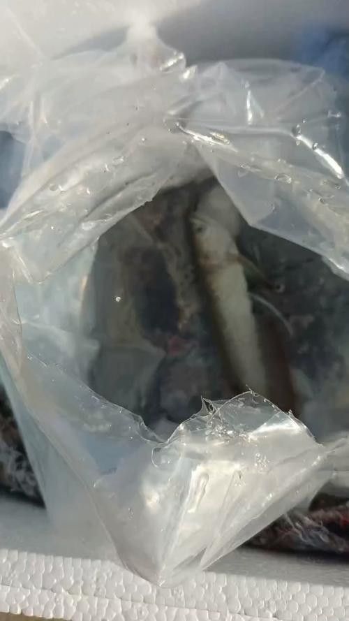 銀龍魚幼苗圖片大全大圖