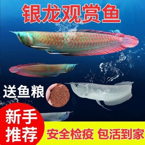 銀龍魚幼苗圖片大全大圖