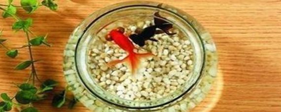 銀龍魚和泰國鯽可以一起養嗎（銀龍魚和泰國鯽混養在一起會怎樣？）