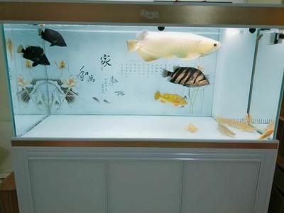 銀龍魚和泰國鯽可以一起養嗎（銀龍魚和泰國鯽混養在一起會怎樣？）