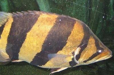 銀龍魚和泰國鯽可以一起養嗎（銀龍魚和泰國鯽混養在一起會怎樣？）