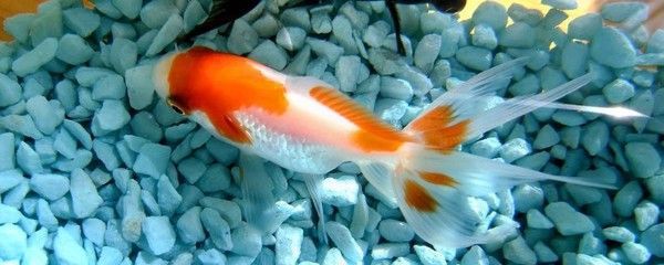 銀龍魚和泰國鯽可以一起養嗎（銀龍魚和泰國鯽混養在一起會怎樣？）
