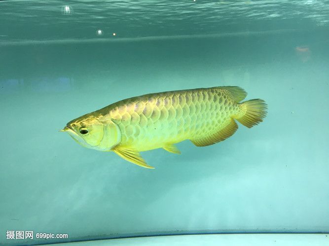 半米長金龍魚價格（大叔野河釣到半米長金龍魚，價值十幾萬）