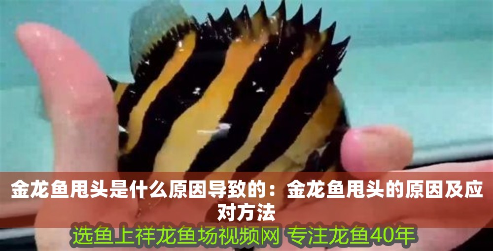 金龍魚(yú)甩頭是什么原因?qū)е碌模航瘕堲~(yú)甩頭的原因及應(yīng)對(duì)方法 金龍魚(yú)甩頭是什么原因?qū)е碌模航瘕堲~(yú)甩頭的原因及應(yīng)對(duì)方法 龍魚(yú)百科 第1張