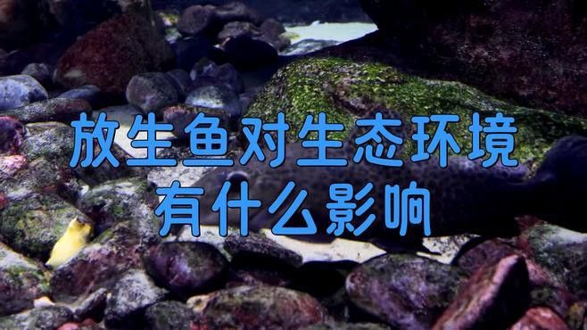 金龍魚能放生嗎有毒嗎