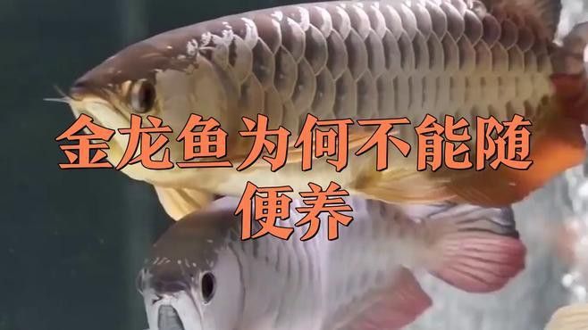 金龍魚能放生嗎有毒嗎