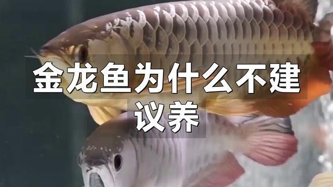金龍魚能放生嗎有毒嗎