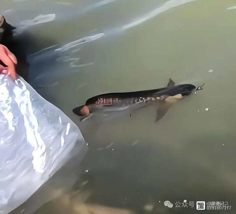 金龍魚能放生嗎有毒嗎