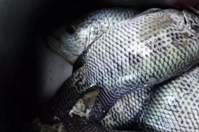 羅非魚可以和金龍魚一起養嗎？：金龍魚和羅非魚可以混養但需要注意以下幾點