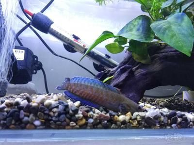 奶茶雷龍魚飼養方法和技巧：奶茶雷龍魚的基本飼養方法和技巧