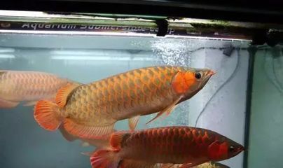 龍魚總和虎魚打架（龍魚總和虎魚打架怎么辦）