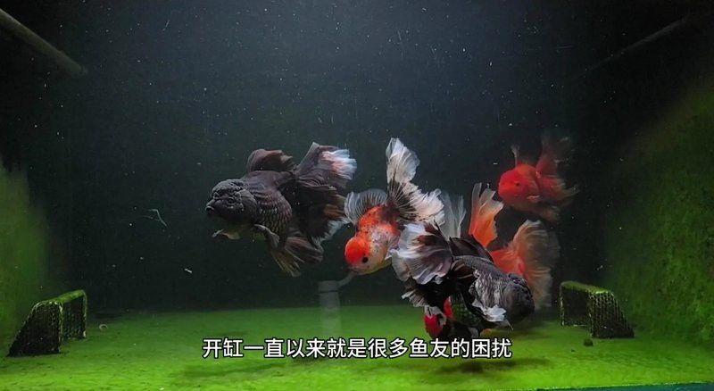 血紅龍多久適應新水質？
