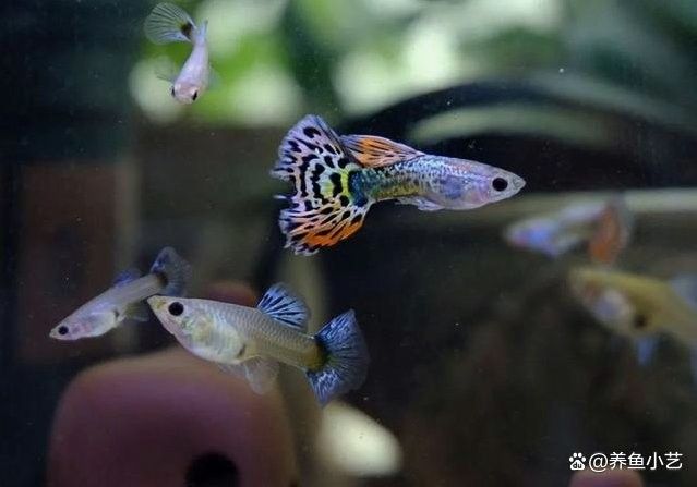 鸚鵡魚和龍魚哪個好養(yǎng)些