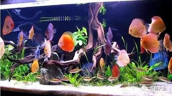 鸚鵡魚和龍魚哪個好養(yǎng)些