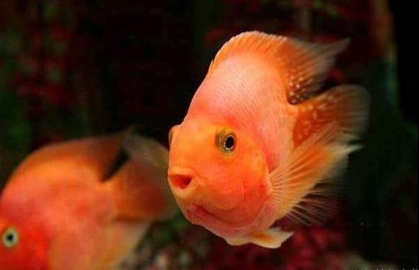 鸚鵡魚和龍魚哪個好養(yǎng)些