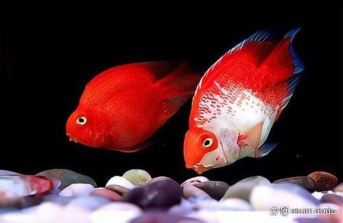 鸚鵡魚和龍魚哪個好養(yǎng)些