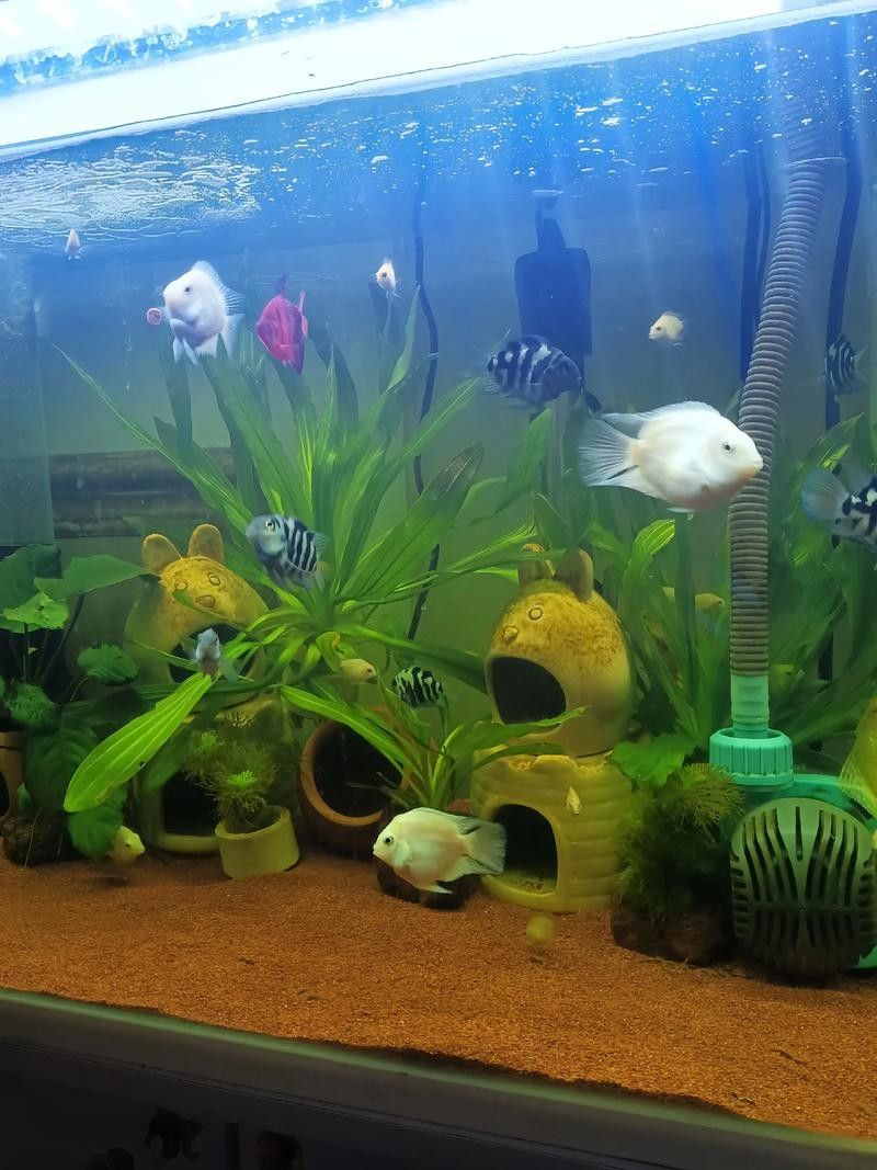 鸚鵡魚和龍魚哪個好養(yǎng)些