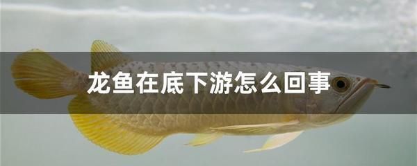 龍魚總是在下游是什么原因？：龍魚總是在下游游動可能有多種原因分析龍魚上下游的原因及解決方法 龍魚總是在下游是什么原因？：龍魚總是在下游游動可能有多種原因分析龍魚上下游的原因及解決方法 龍魚百科 第1張