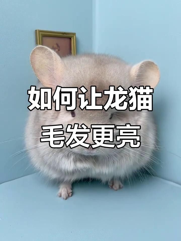 龍貓多久洗一次澡合適？